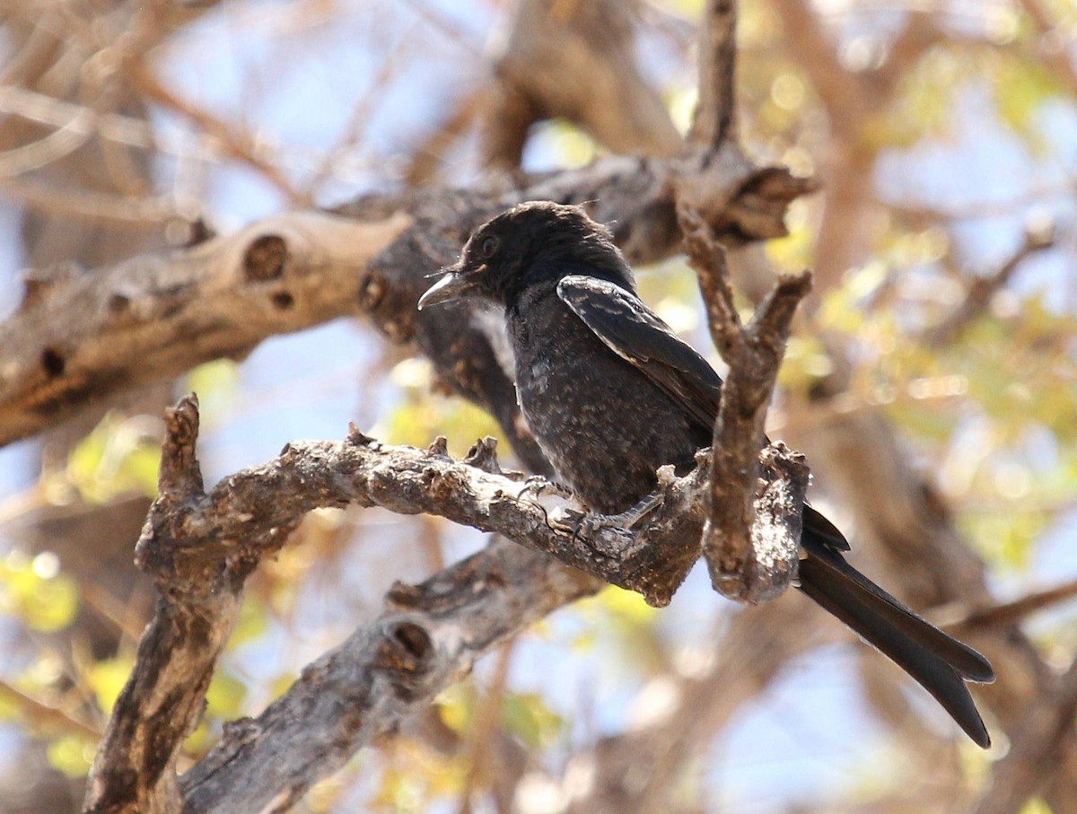 Fork-tailed Drongo - ML45634341