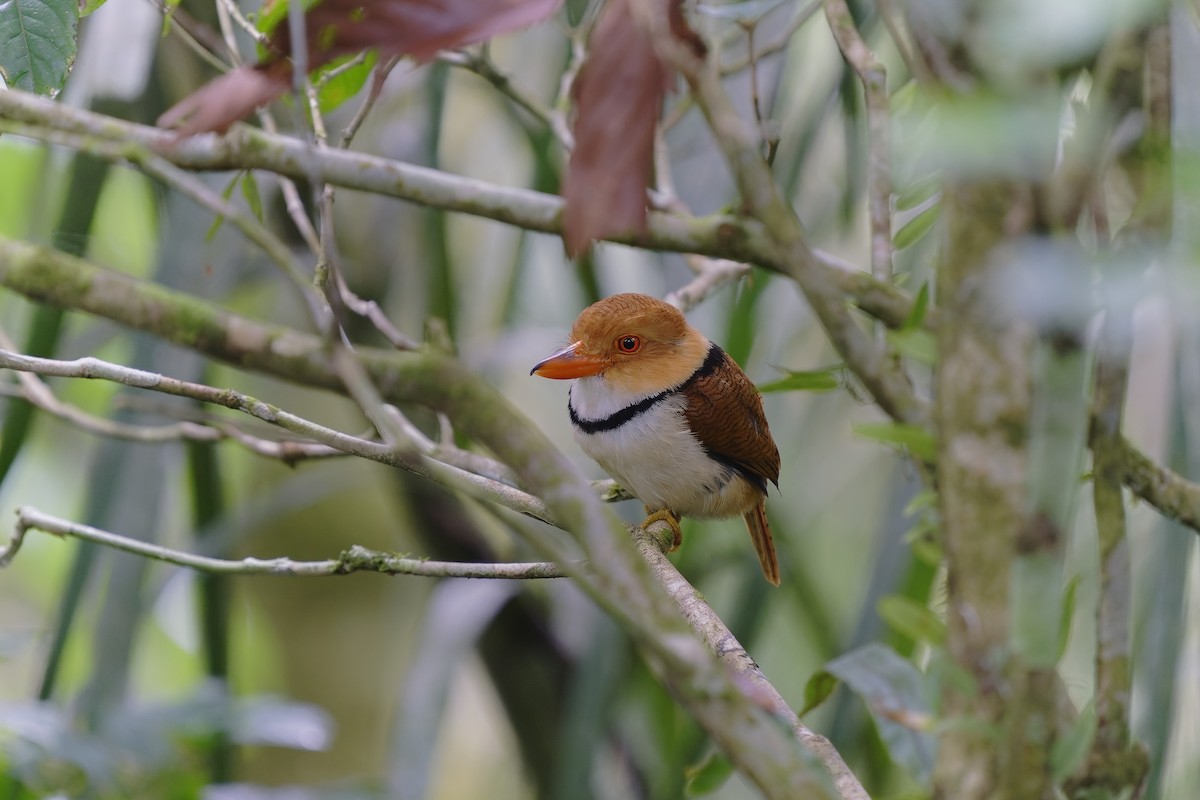 ML456345771 Collared Puffbird Macaulay Library