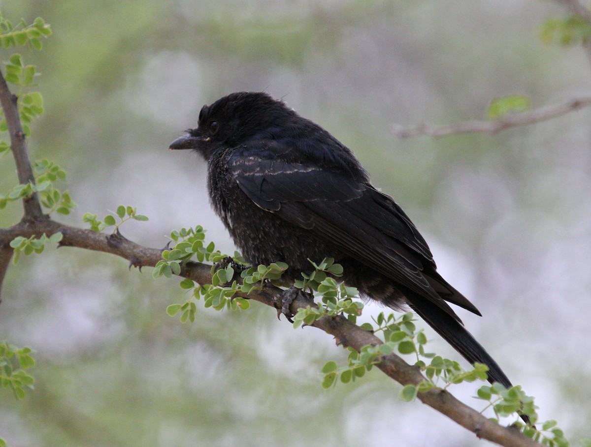 Fork-tailed Drongo - ML45634841