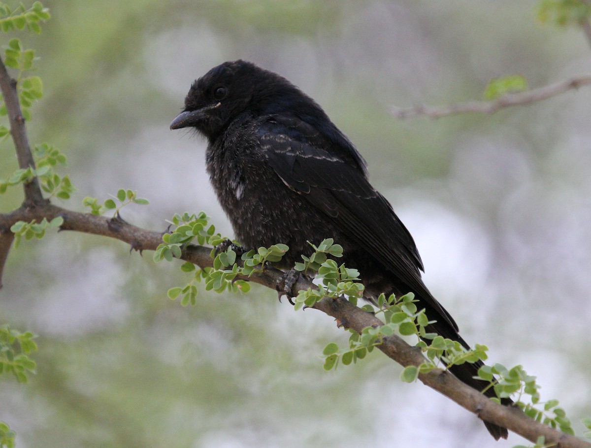 Fork-tailed Drongo - ML45634851