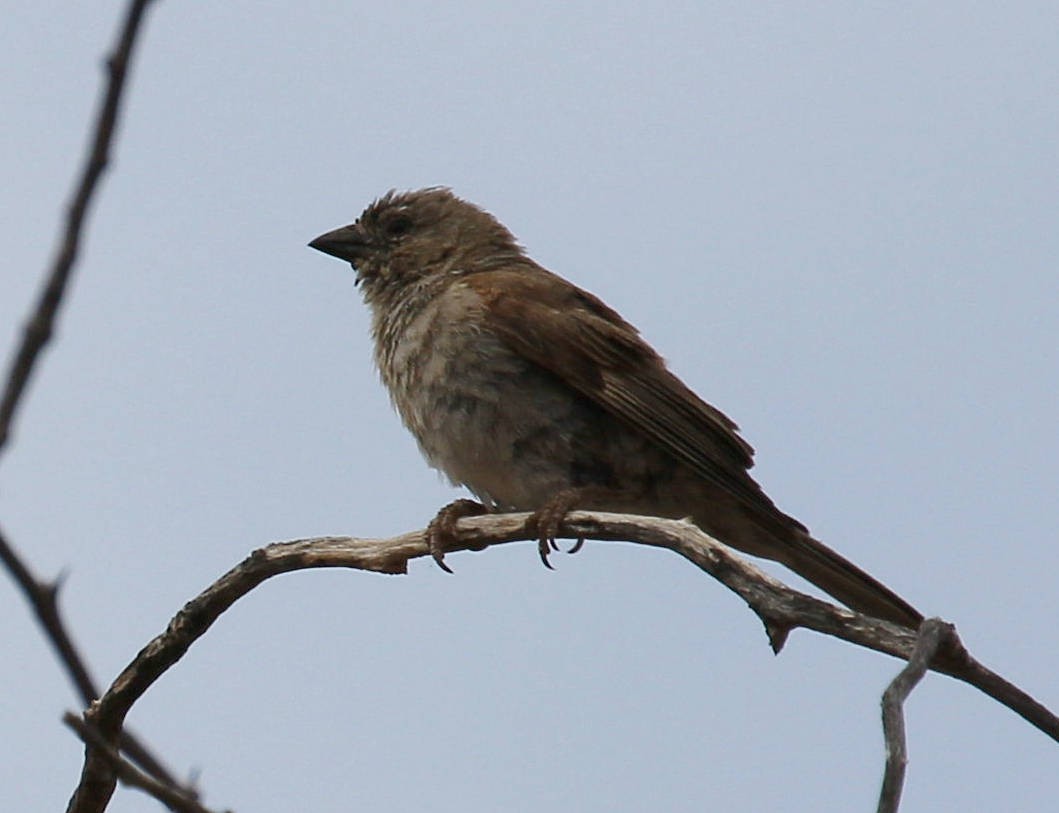 Southern Gray-headed Sparrow - Andrey Vlasenko