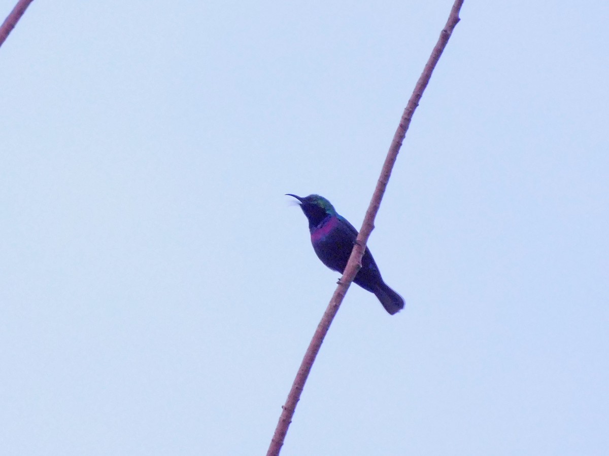 Purple-banded Sunbird - ML456351721