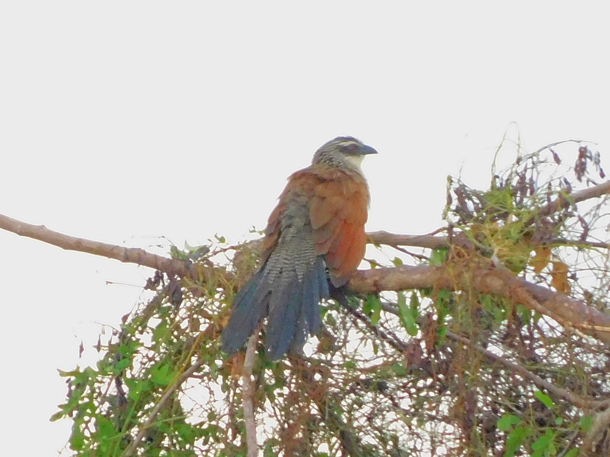 White-browed Coucal - ML456351741