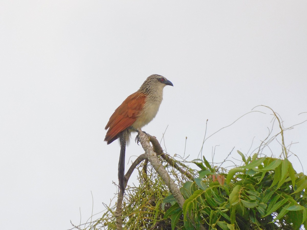 White-browed Coucal - Geoffrey A. Williamson