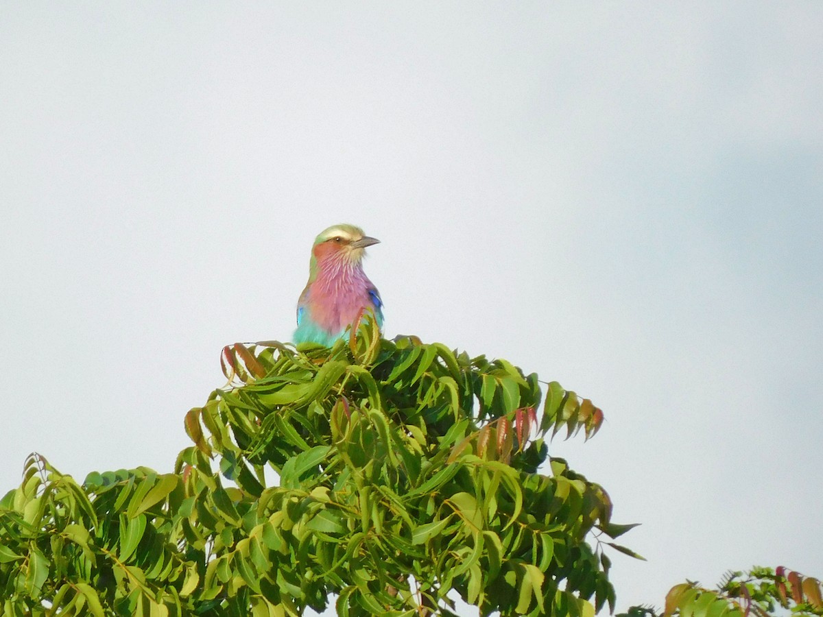 Lilac-breasted Roller - ML456351841