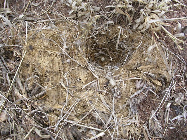 A Short-clawed Lark nest with an extensive apron around it. - Short-clawed Lark - 