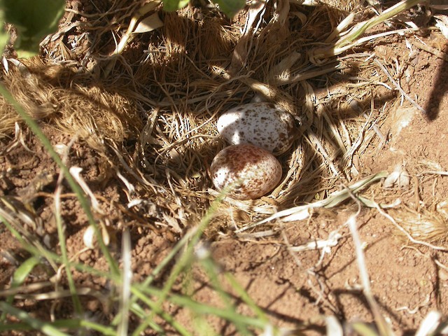 This Short-clawed Lark nest is a mere scrape in the ground with minimum lining, but the female will continue to add lining during the incubation period. - Short-clawed Lark - 