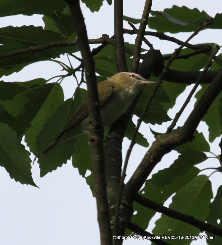 Red-eyed Vireo - Marnie Mitchell