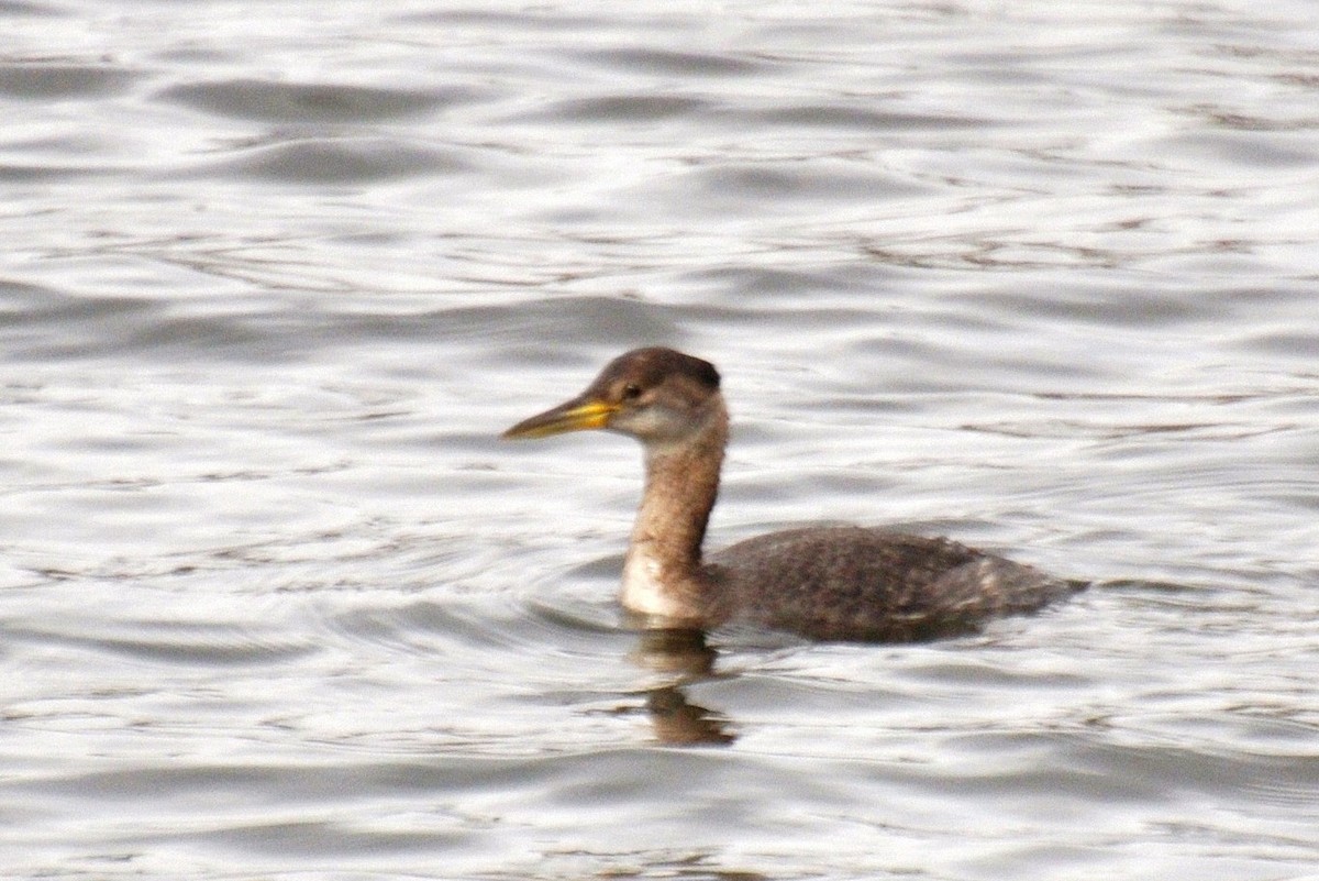 Red-necked Grebe - ML456360921