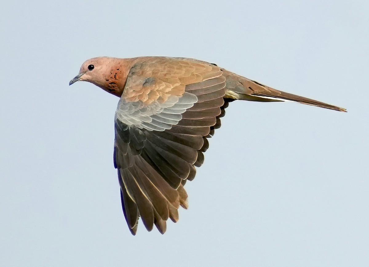 Laughing Dove - ML456364101