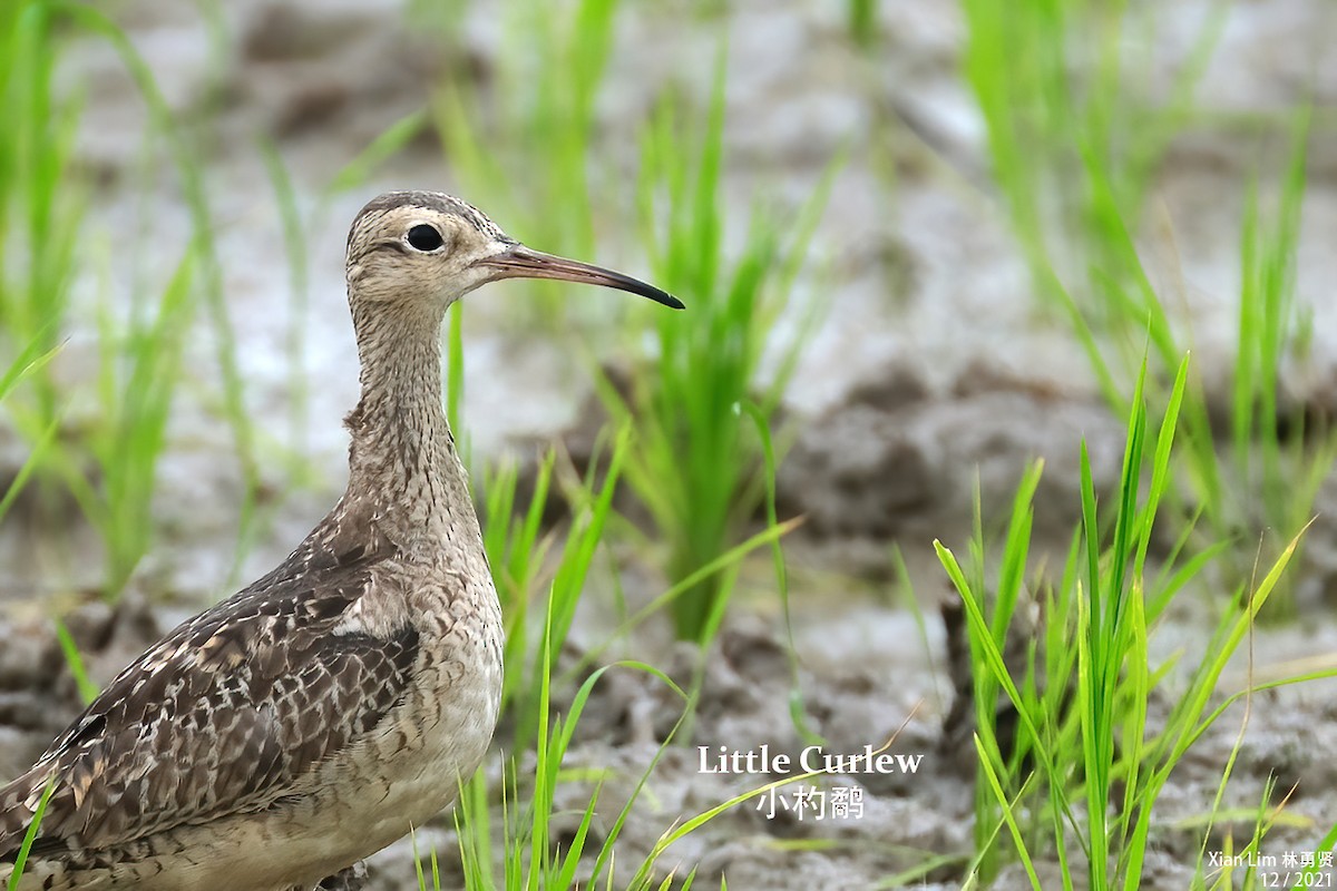 Little Curlew - Lim Ying Hien