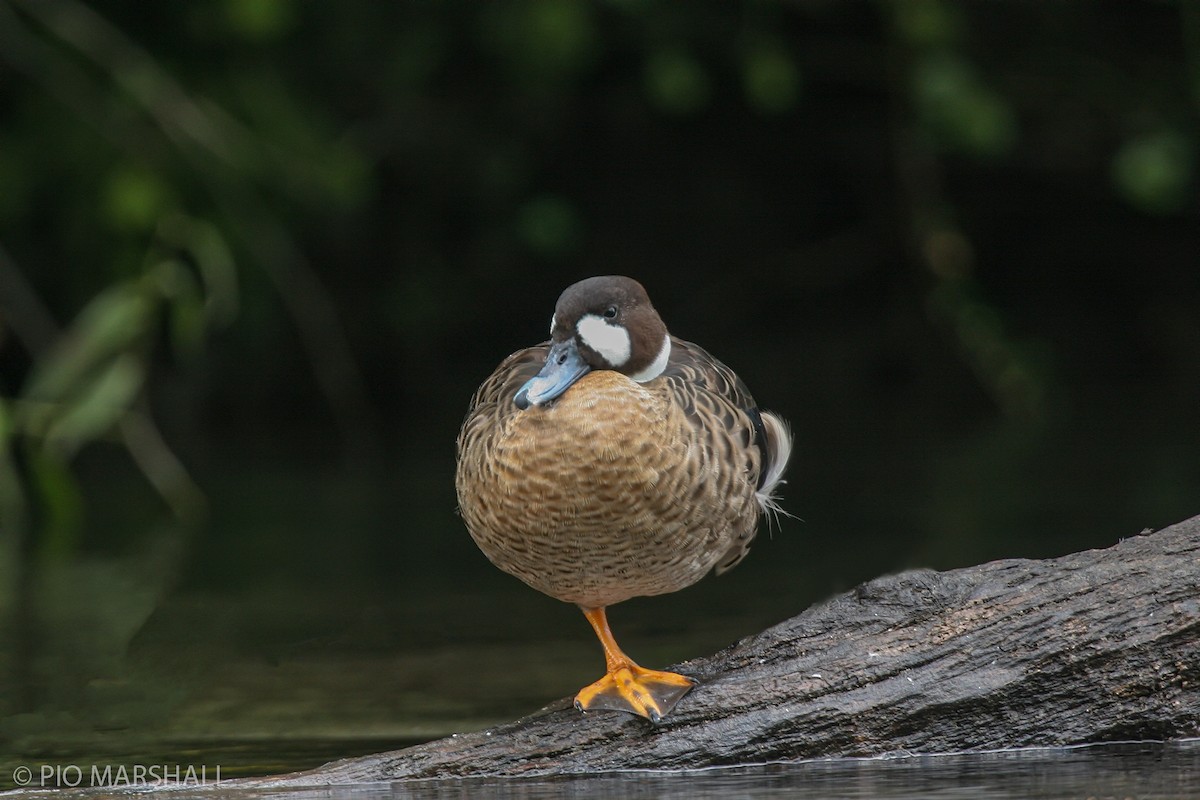 Spectacled Duck - ML456366451
