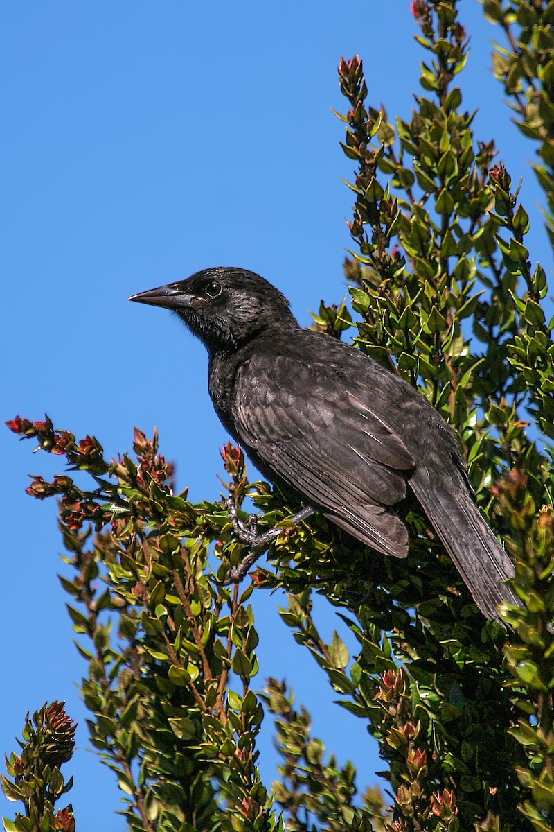 Austral Blackbird - Pio Marshall