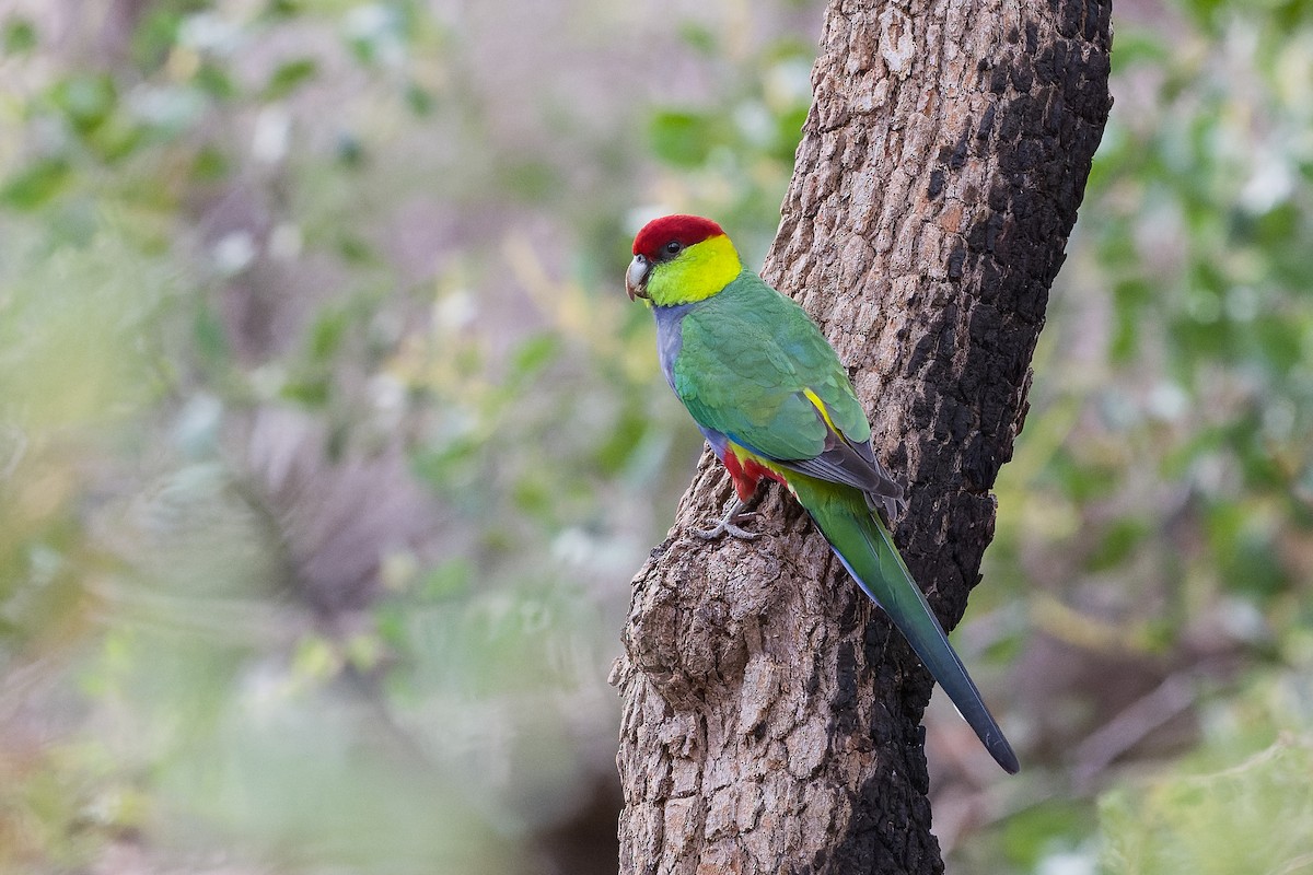Red-capped Parrot - ML456370551