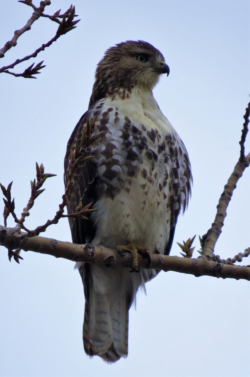 Red-tailed Hawk - ML45637671