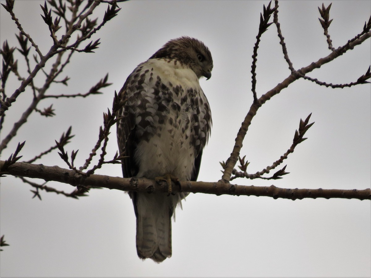 Red-tailed Hawk - ML45637731
