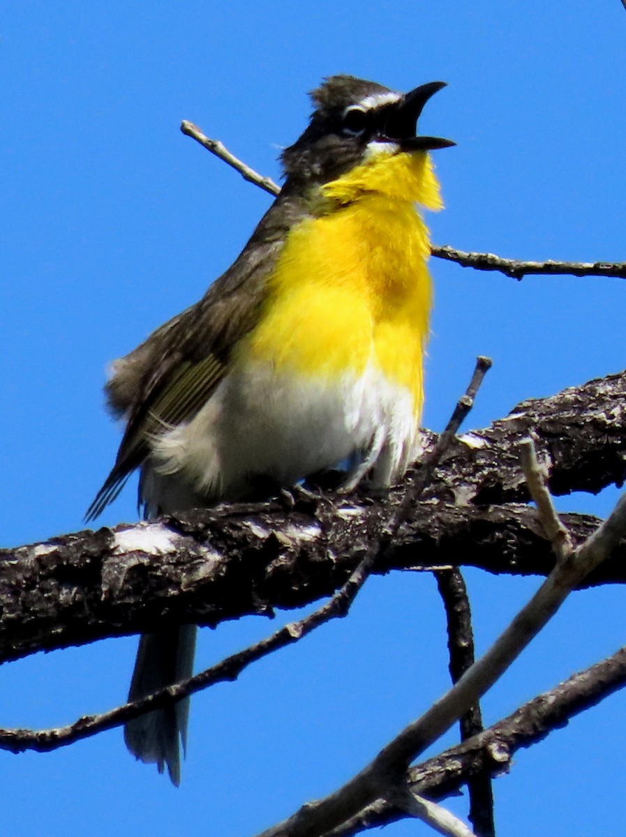 Yellow-breasted Chat - ML456377821