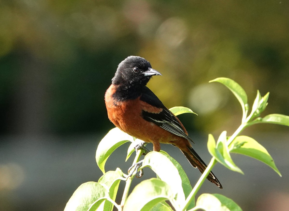 Orchard Oriole - ML456378201