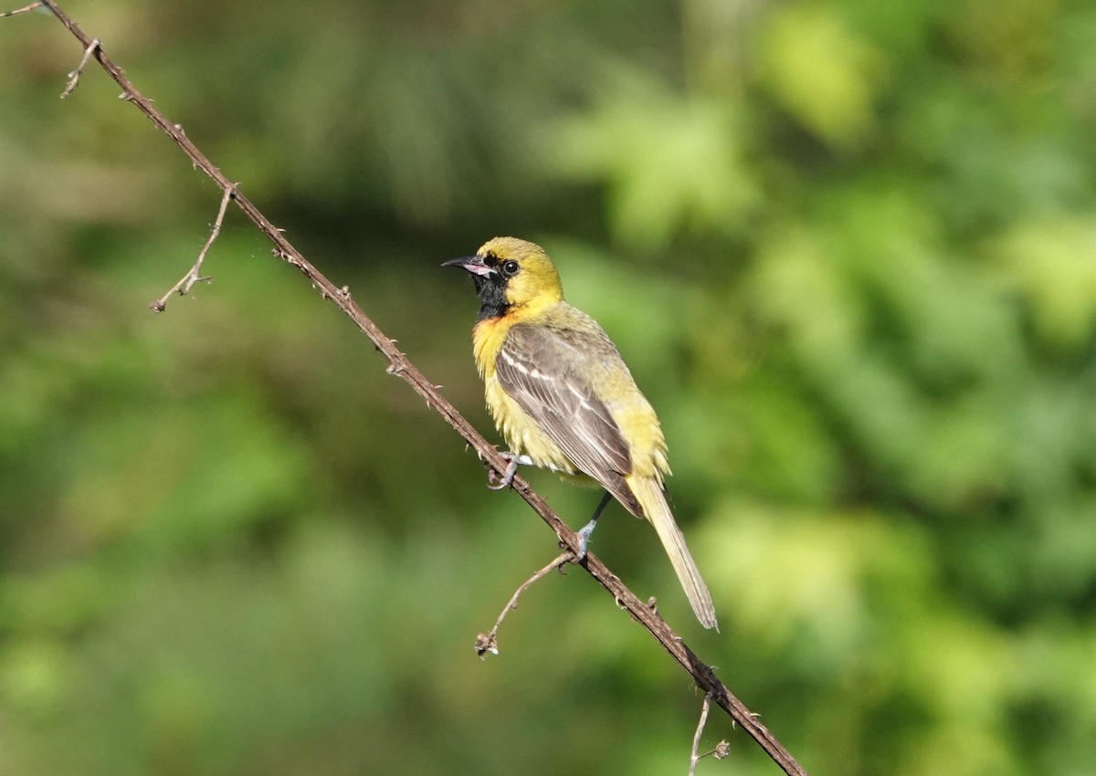 Orchard Oriole - ML456378331