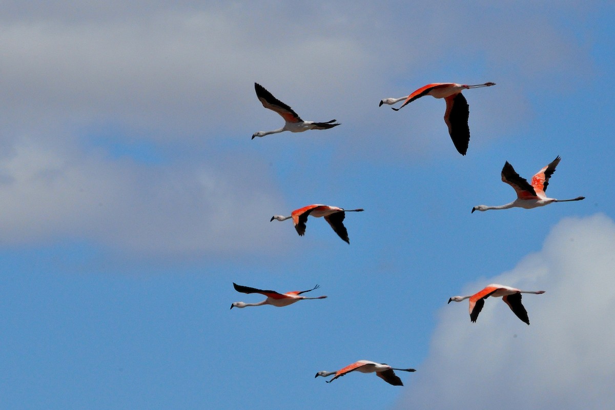 Chilean Flamingo - Fermin Zorrilla