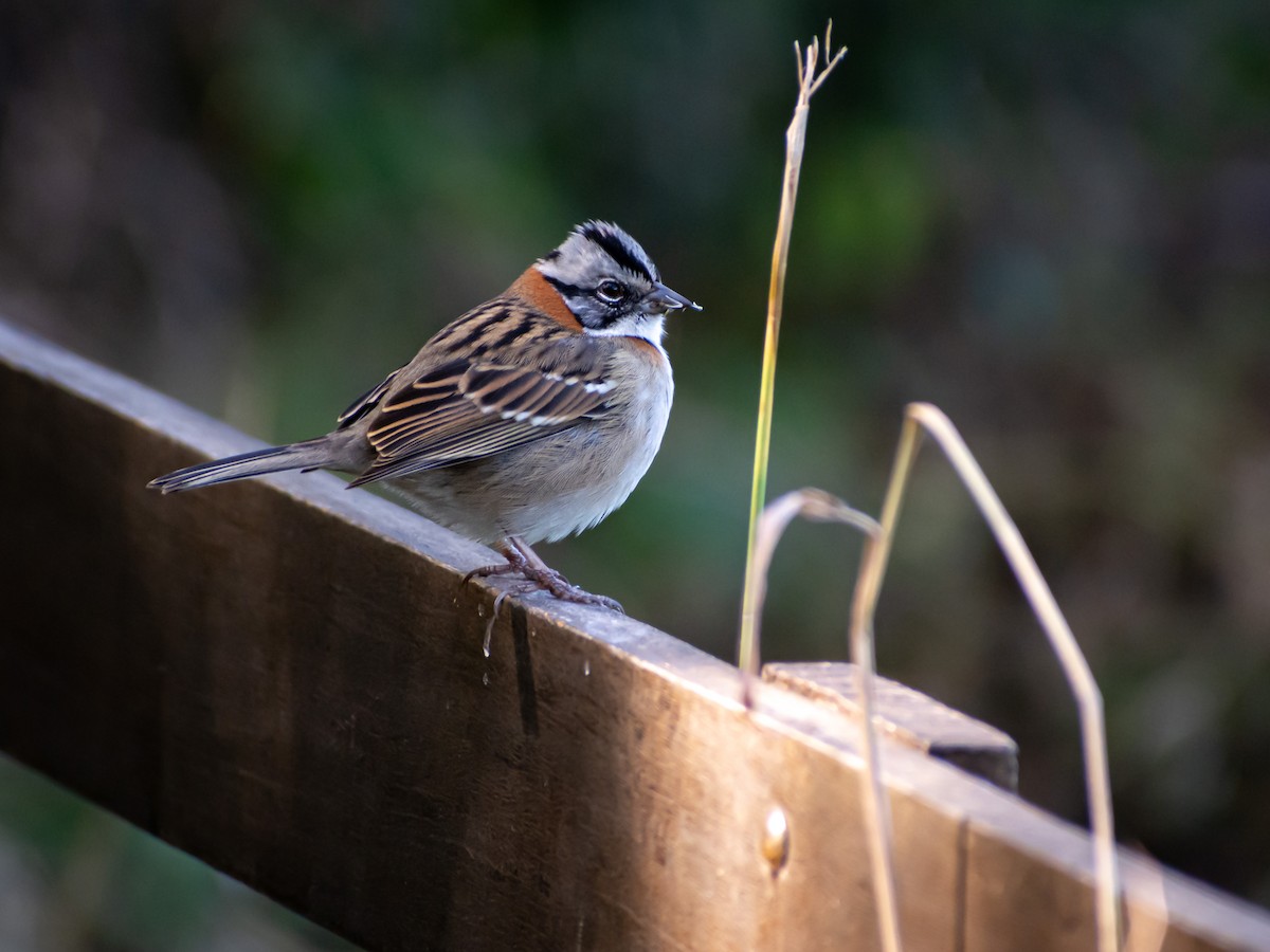 Rufous-collared Sparrow - ML456382841