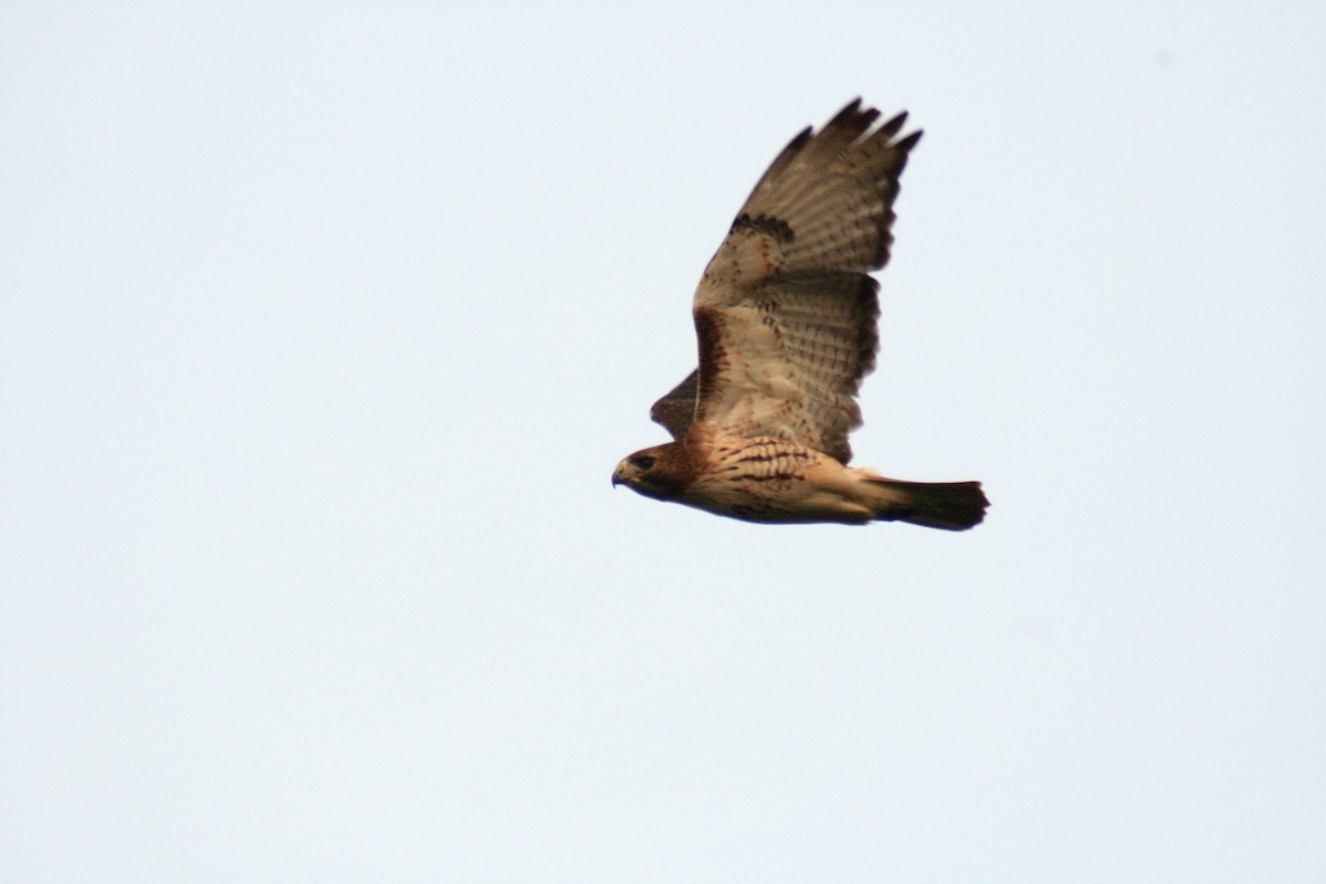 Red-tailed Hawk - ML45638291