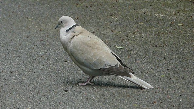 Eurasian Collared-Dove - ML456383441