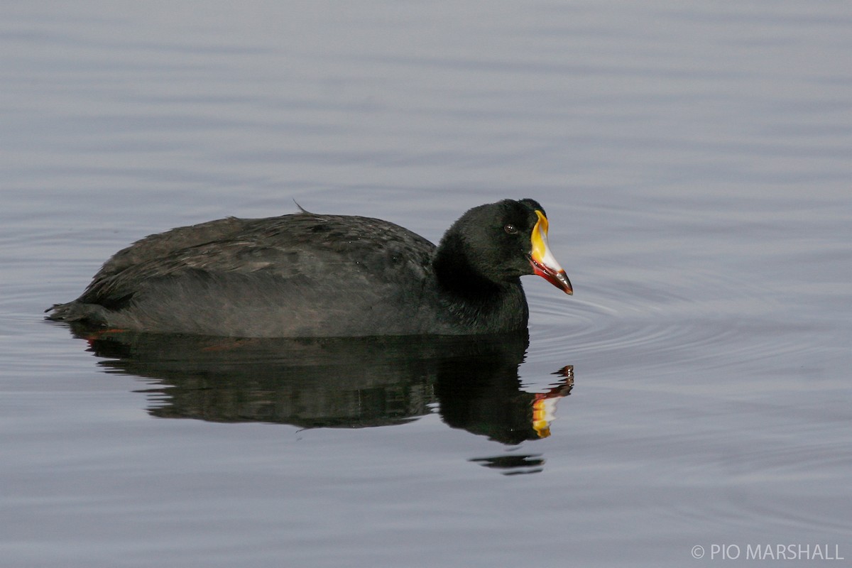 Giant Coot - ML456383591