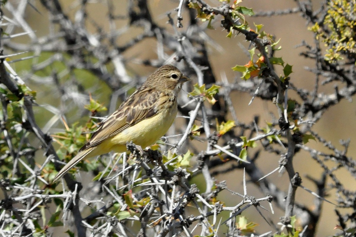 Grassland Yellow-Finch - Fermin Zorrilla