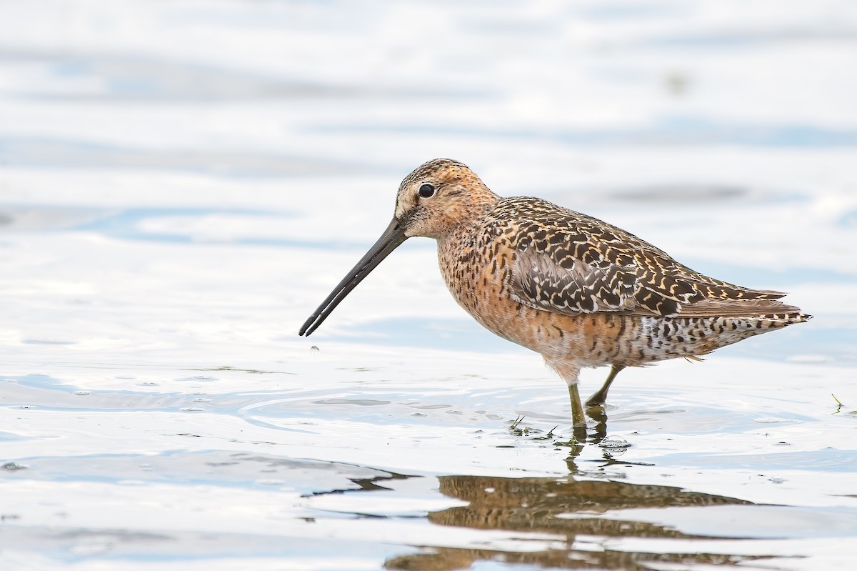 Long-billed Dowitcher - Calvin S