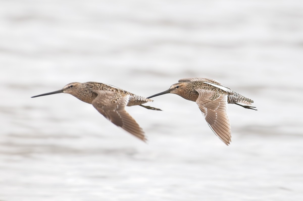 Long-billed Dowitcher - ML456388641