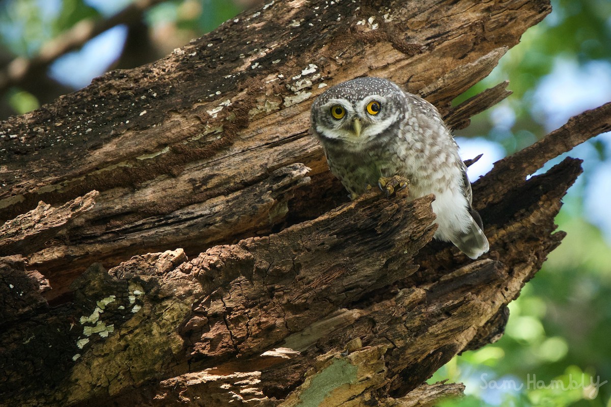 Spotted Owlet - ML456389801