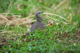 Spotted Dove, ML456389991