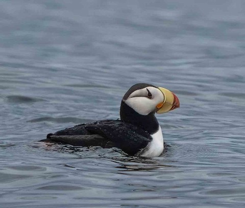 Horned Puffin - eBird