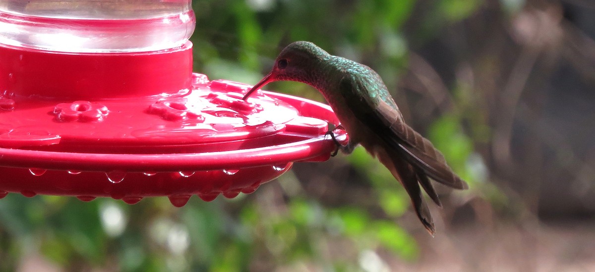 Buff-bellied Hummingbird - John  Mariani