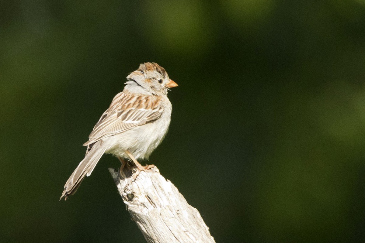 Field Sparrow - ML456392231