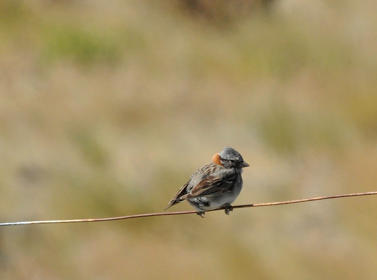 Rufous-collared Sparrow - Fermin Zorrilla