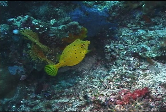 Black-spotted boxfish - ML456403