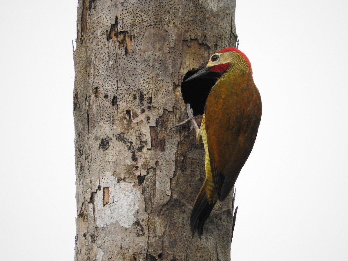 Golden-olive Woodpecker - Aaron Hulsey