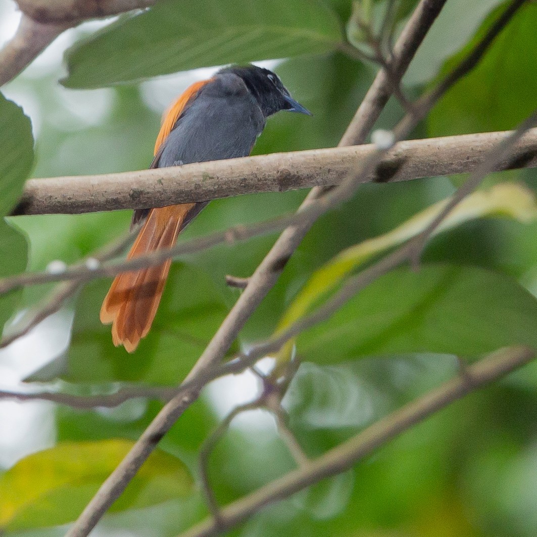 Rufous-vented Paradise-Flycatcher - Werner Suter