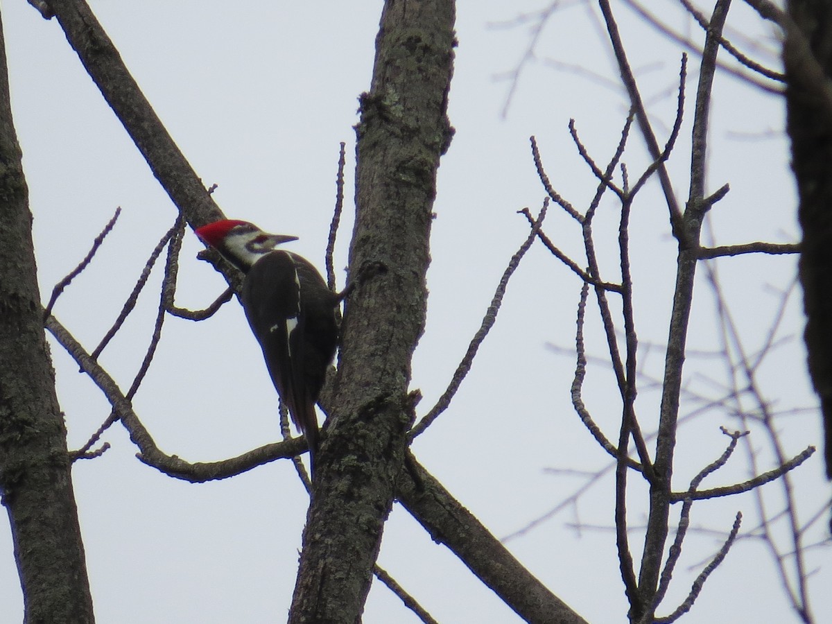 Pileated Woodpecker - ML45640691
