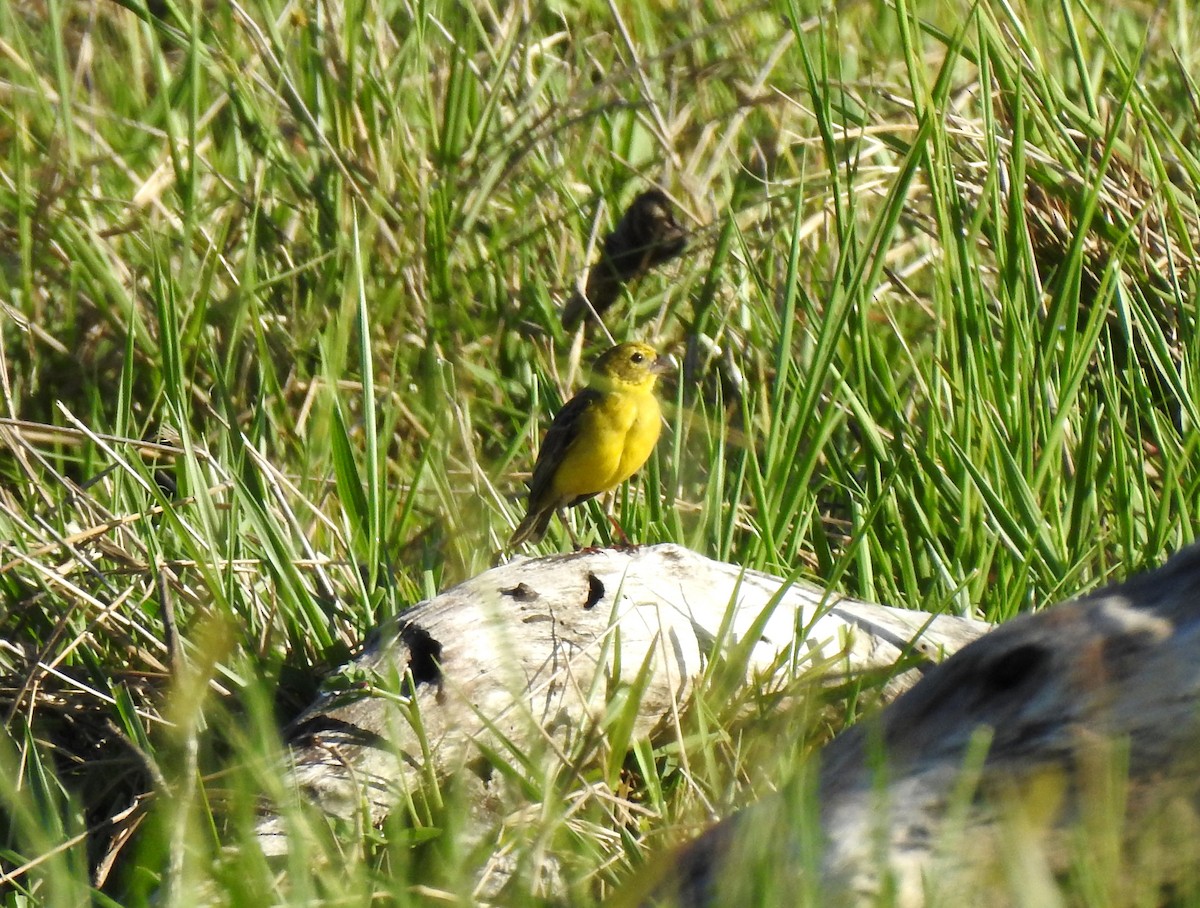 Grassland Yellow-Finch (Northern) - ML456407971