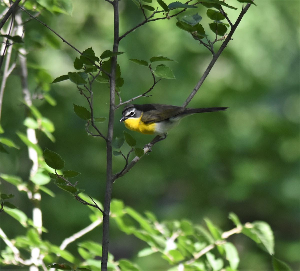 Yellow-breasted Chat - Ronnie Reed