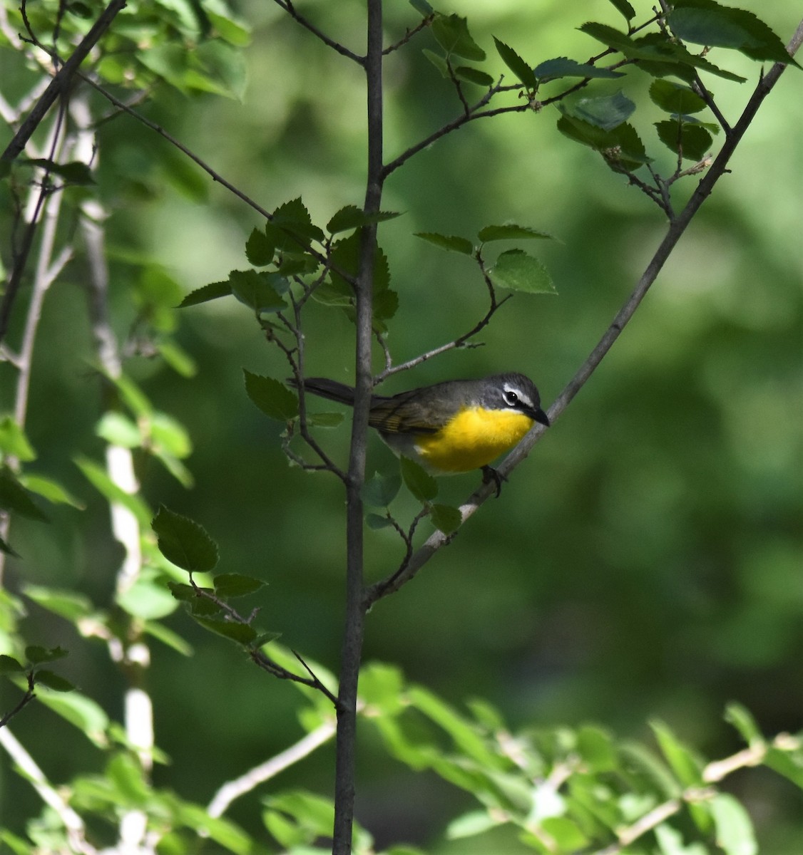 Yellow-breasted Chat - ML456408261
