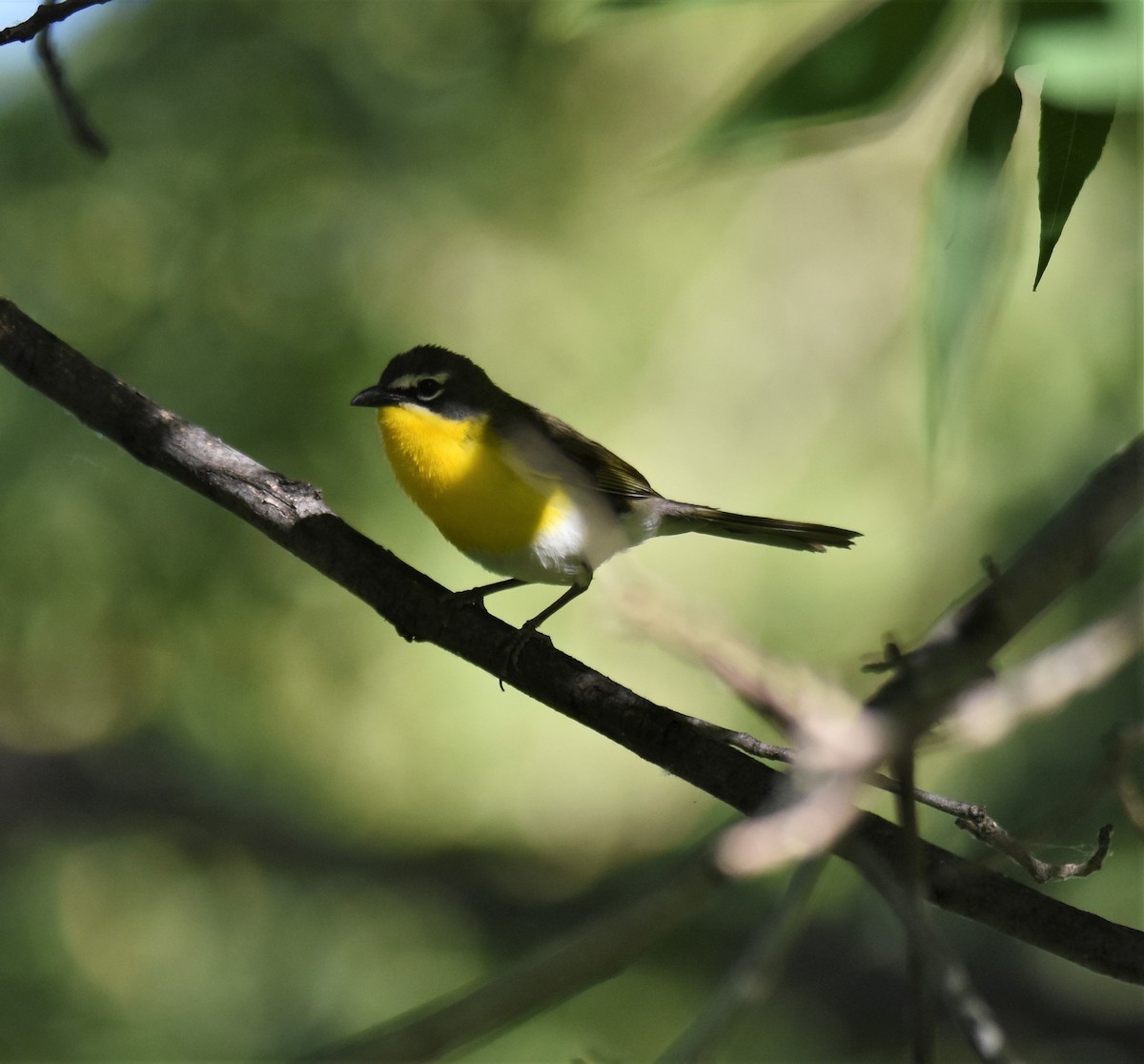 Yellow-breasted Chat - Ronnie Reed