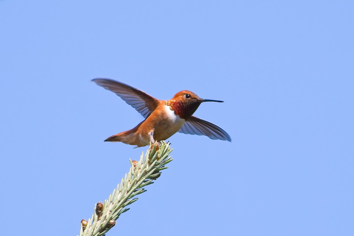 Rufous Hummingbird - ML456411711