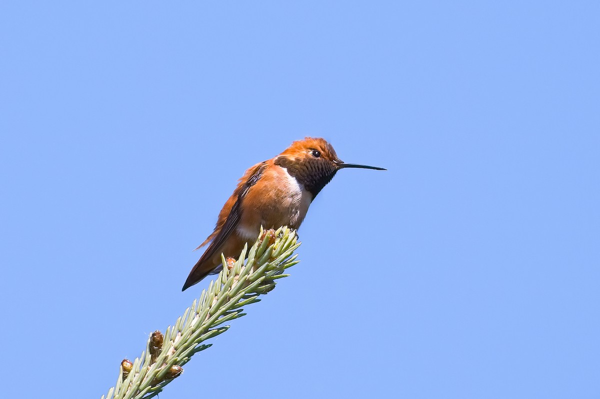 Rufous Hummingbird - Calvin S