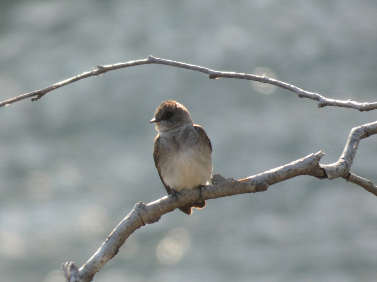 Northern Rough-winged Swallow - ML456411751