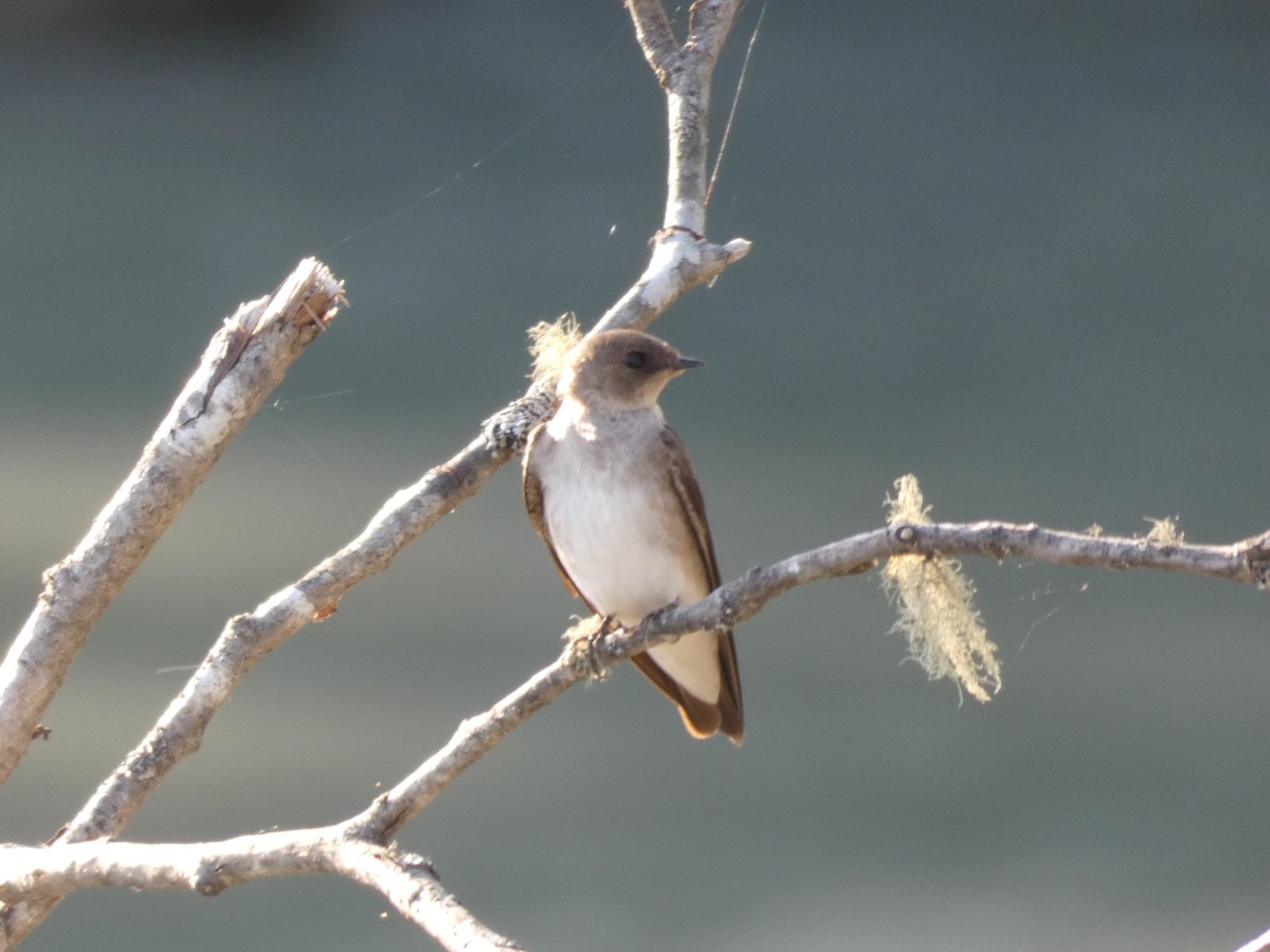 Northern Rough-winged Swallow - ML456411761