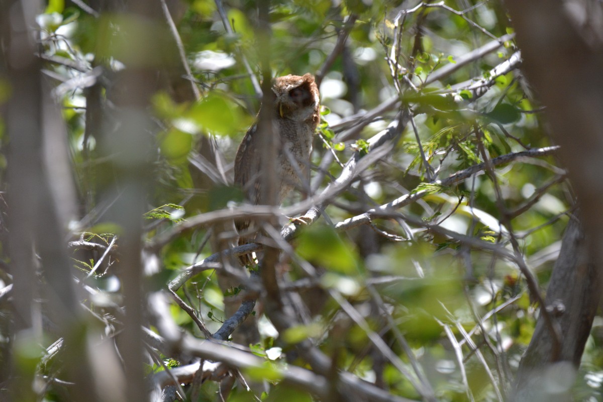 Puerto Rican Owl - ML456414701